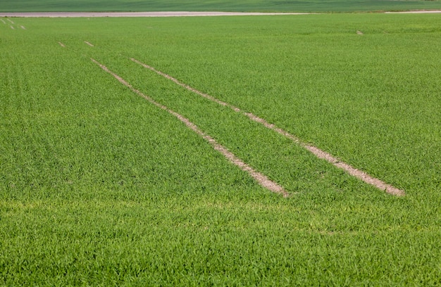 Ervas daninhas de grama simples no campo na temporada de verão