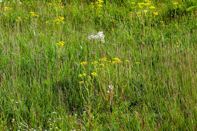 Ervas daninhas de grama simples no campo na temporada de verão