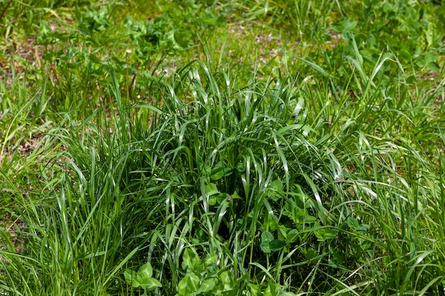 Ervas daninhas de grama simples no campo na temporada de verão