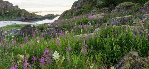 Ervas e pedras floridas cobertas de musgo na praia arenosa, Lofoten, Noruega