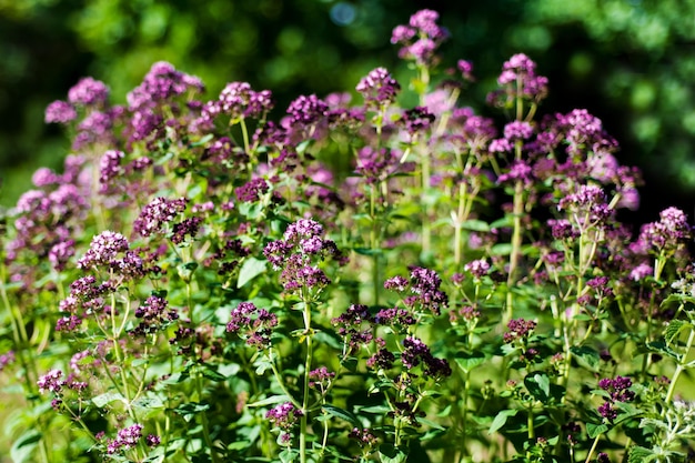 Ervas frescas e flores orégano no jardim