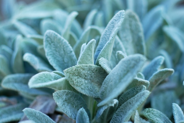 Ervas lindas folhas verdes, planta decorativa, suculenta