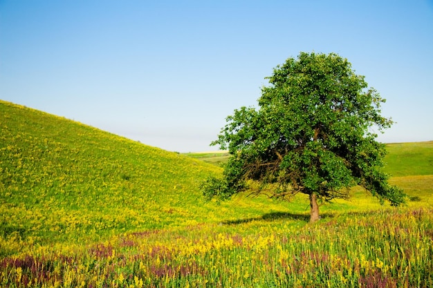 Ervas medicinais com flores amarelas Erva ou arbusto Hypericum com flores amarelas características de cinco pétalas e folhas ovais emparelhadas usadas em preparações medicinais para o tratamento de vários distúrbios