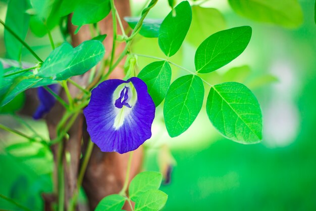 Ervas medicinais da flor da ervilha de borboleta.