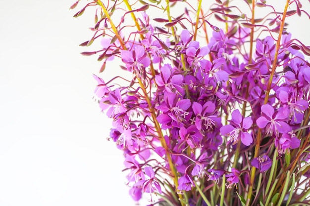 Ervas medicinais Fireweed flores medicinais Chamerion angustifolium ou Epilobium angustifolium plantas