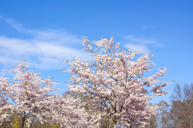 Ervas medicinais Flores brilhantes de verão em almofariz de latão em fatias de madeira