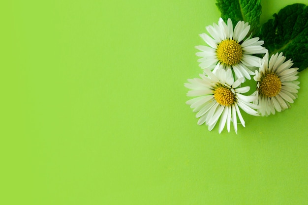 Ervas naturais da flor e da hortelã da camomila. fundo de verão, copie o espaço.