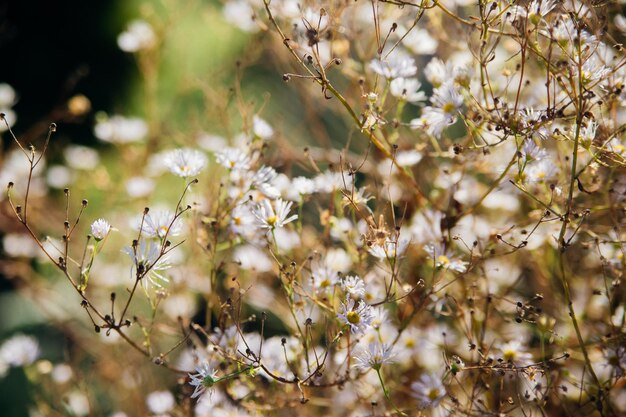 Foto ervas selvagens no parque ao pôr-do-sol bonito fundo da natureza flores de camomila brancas em um prado um conceito inspirador do fundo da paisagem natural