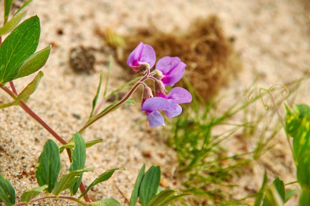 Foto ervilha-de-cheiro na costa do mar branco, planta com flor do gênero lathyrus na família fabaceae