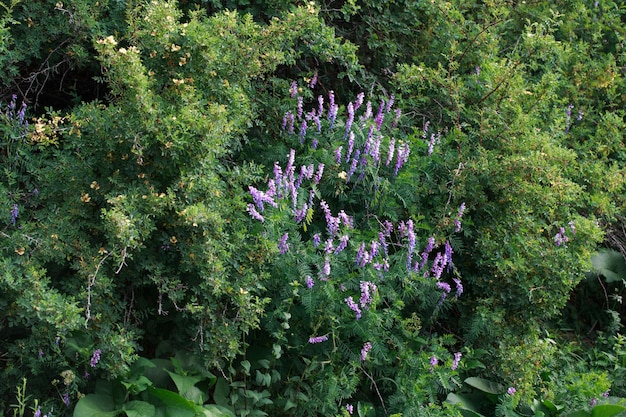 Ervilha de rato Vicia cracca Valorosa planta de mel forragem e planta medicinal