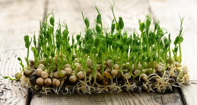 Ervilha verde brota em uma mesa de madeira cinza, comida saudável e saborosa, desintoxicação