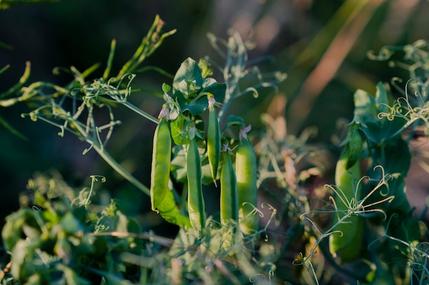 Ervilhas crescem no campo foto de vagens de ervilhas no campo ao pôr do sol Belas fotografias macro de leguminosas