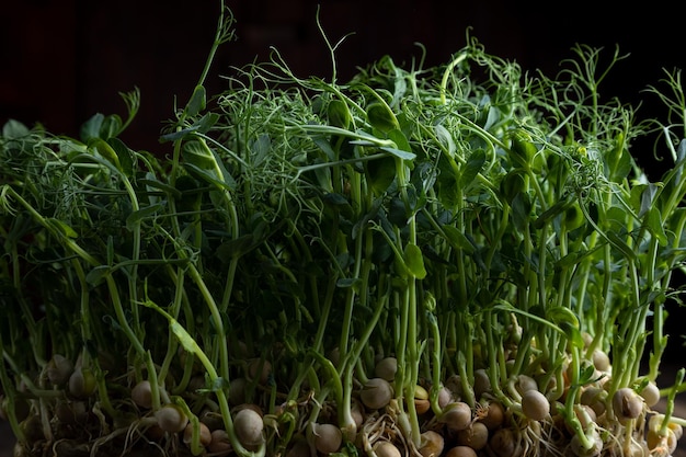 Ervilhas de prosprout de Microgreens em um fundo preto