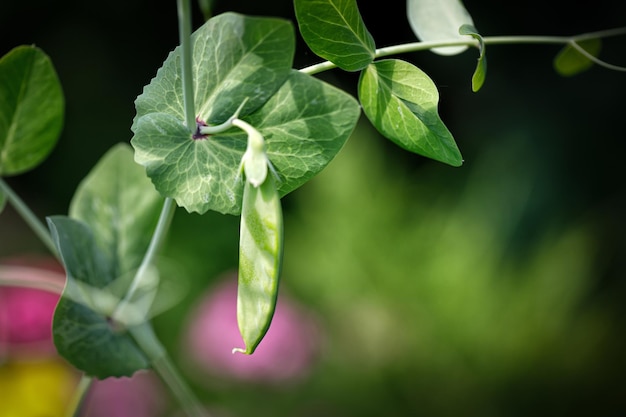 Ervilhas jovens verdes crescem em um talo em uma colheita de horta Planta agrícola crescendo na linha da cama