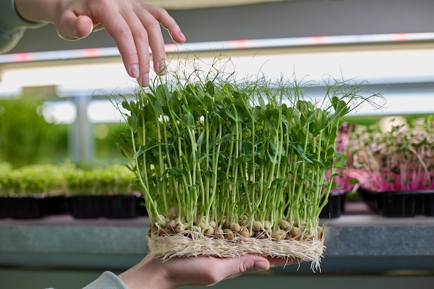 Ervilhas microgreens aliviam o inchaço normalizam o trabalho dos rins