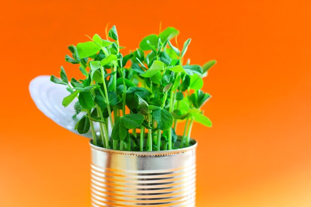 Ervilhas verdes frescas saudáveis jovens em uma lata de metal em um close-up de fundo laranja.