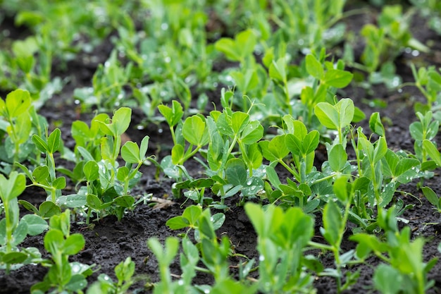 Ervilhas verdes jovens no campo depois da chuva