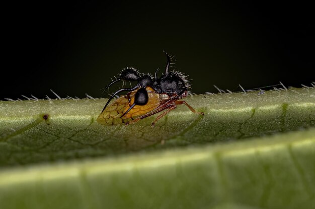 Erwachsene Ameisenimitierende Baumzikade der Art Cyphonia clavata