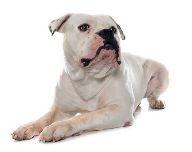 erwachsene amerikanische Bulldogge