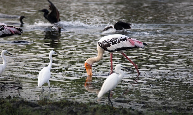 Foto erwachsene bemalte storchen mycteria leucocephala suchen in einem see nach nahrung