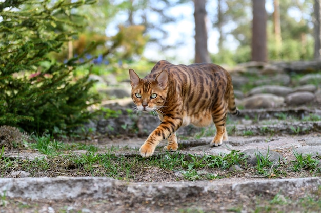 Erwachsene Bengalkatze auf Naturhintergrund im Freien in der Sommerzeit.