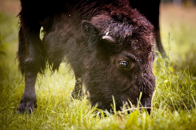 Erwachsene Bisons weiden im Reservat.