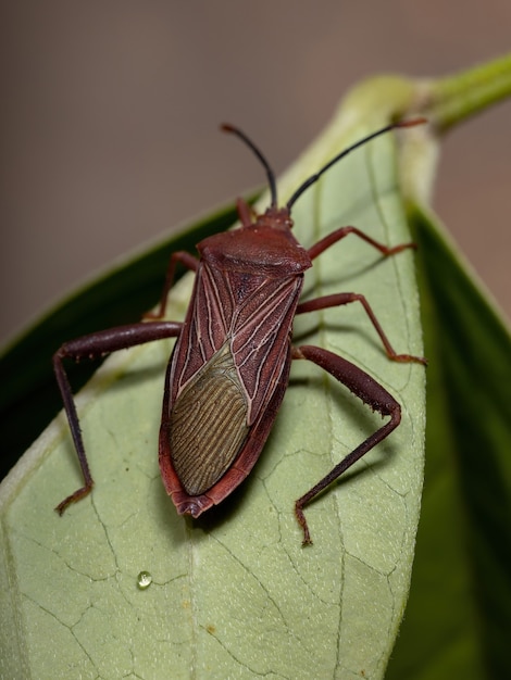 Erwachsene Blattfußwanze der Art Athaumastus haematicus