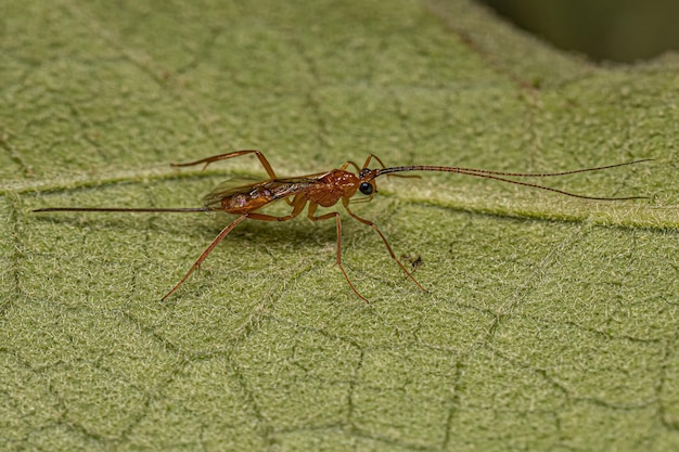 Erwachsene Braconid-Wespe