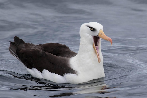 Erwachsene Campbells Albatross Thalassarche impavida schwimmen auf der Wasseroberfläche mit einem