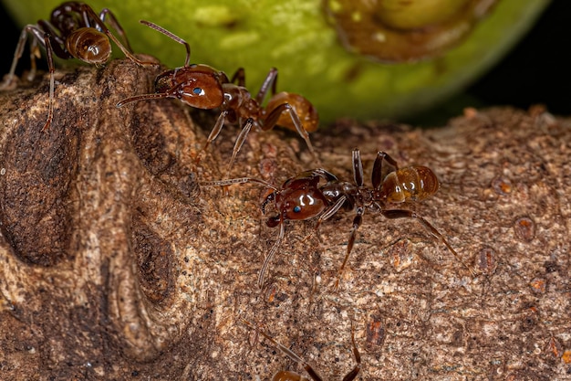 Erwachsene Cecropia-Ameisen