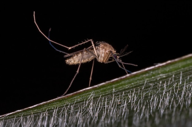 Erwachsene Culicine Mücke der Gattung Culex