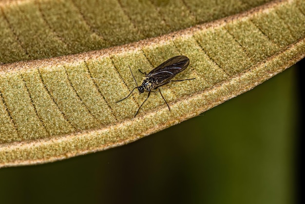 Erwachsene Dunkelflügel-Pilzmücke