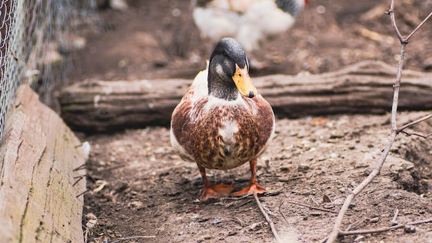 Erwachsene Ente im Paddock Hausente auf Spaziergang