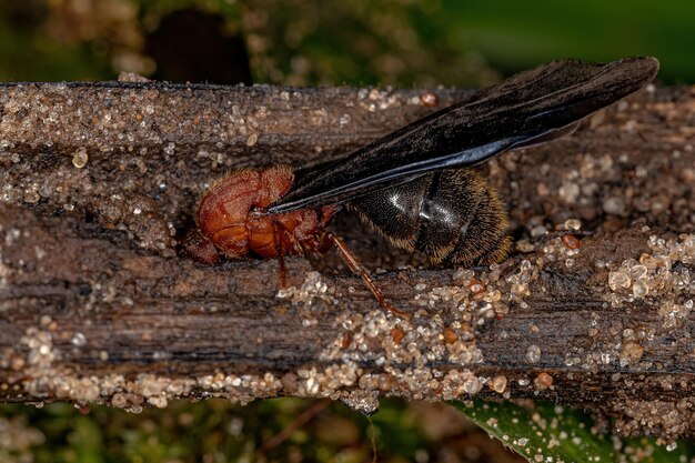 Erwachsene Feuerameise der Gattung Solenopsis