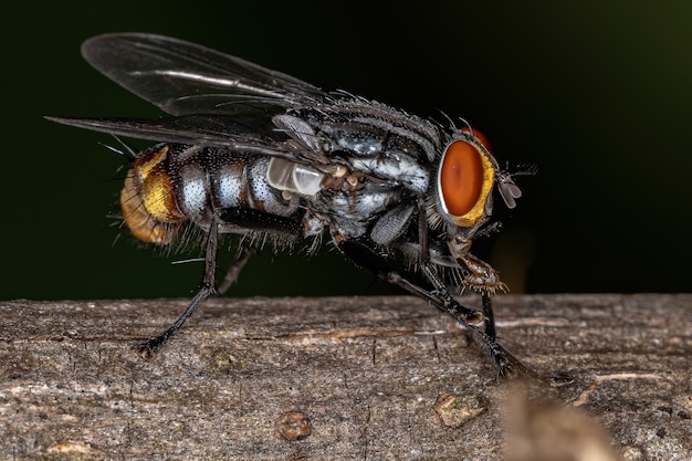 Erwachsene Fleischfliege der Familie Sarcophagidae