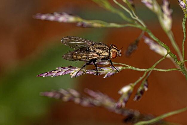 Erwachsene Fleischfliege