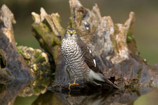 Erwachsene Frau des eurasischen Sperlingsfalken mit den letzten Abendlichtern eines Wintertages in einem natürlichen Teich in einem Kiefernwald