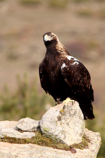 Erwachsene Frau des spanischen Kaiseradlers, Aquila adalberti