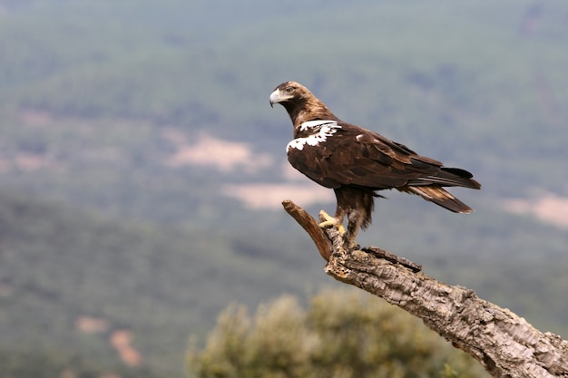 Erwachsene Frau des spanischen Kaiseradlers in einem Mittelmeerwald