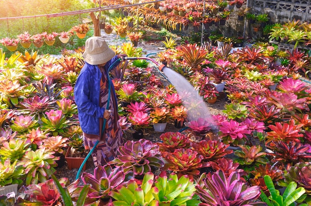 Erwachsene Frau, die verschiedene Arten von bunten Bromelienpflanzen im Hinterhofbereich wässert