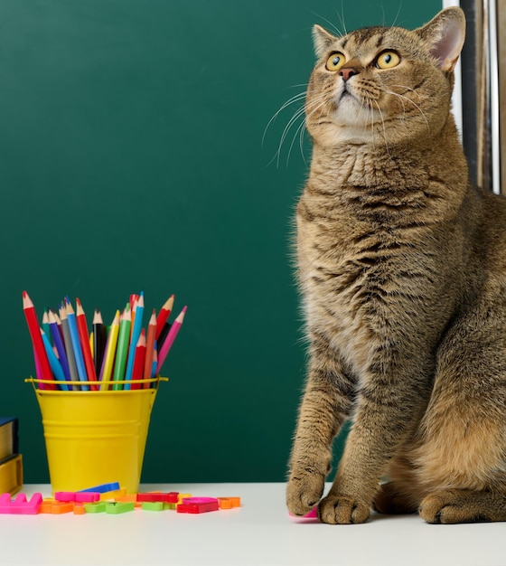 Erwachsene gerade schottische graue Katze sitzt auf dem Hintergrund einer grünen Schulbehörde. Zurück zur Schule