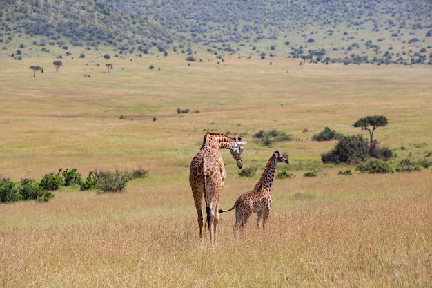 Erwachsene Giraffe mit Baby im Masai Mara Nationalpark Kenia