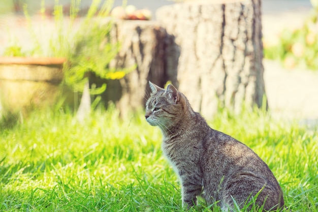 Erwachsene Hauskatze, die im Gras sitzt