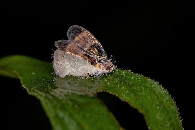 Erwachsene kleine Pflanzenzikade der Familie Cixiidae