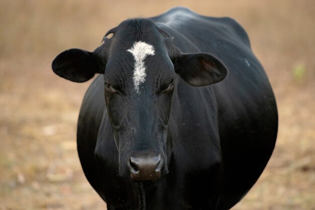 Erwachsene Kuh in einer brasilianischen Farm mit selektivem Fokus