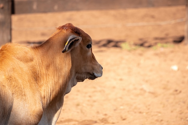 Erwachsene Kuh in einer brasilianischen Farm mit selektivem Fokus