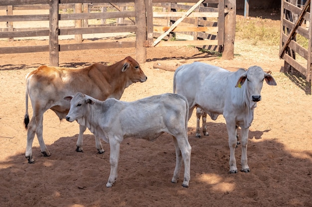 Erwachsene Kuh in einer brasilianischen Farm mit selektivem Fokus