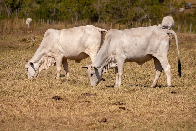 Erwachsene Kuh in einer brasilianischen Farm mit selektivem Fokus