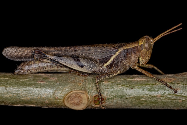 Erwachsene Kurzhörnige Heuschrecke der Familie Acrididae