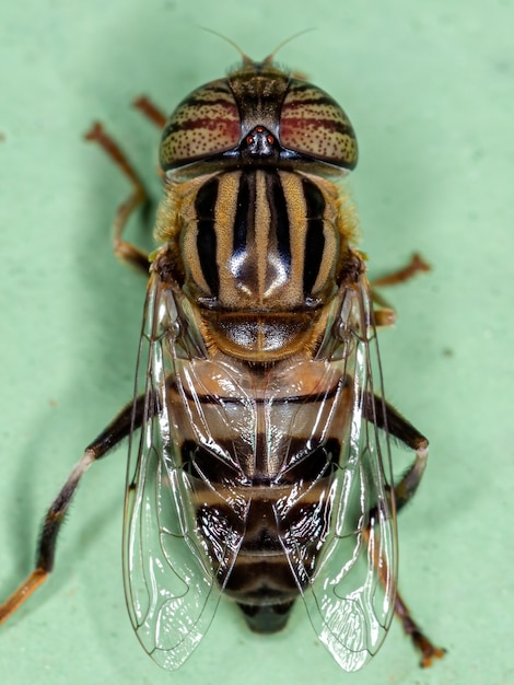 Erwachsene Lagunenfliege der Gattung Eristalinus